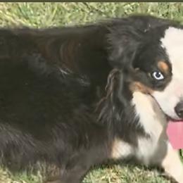 Gunner - Miniature Australian Shepherd
