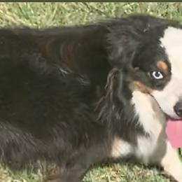 Gunner - Miniature Australian Shepherd