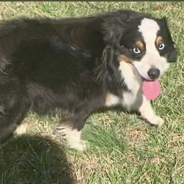 Gunner - Miniature Australian Shepherd