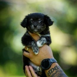 Remus - Black and tan male Chihuahua puppy in Knowlton Township, New Jersey from Augenblick Kennels