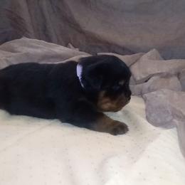 Rottweiler Puppies from Von Nuffosttor Rottweilers