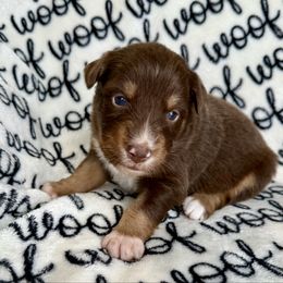 Eloise - Red tri-color female Australian Shepherd puppy in Blomkest, Minnesota from Meljestic Farms