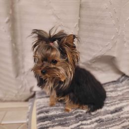 Bandi man - Yorkshire Terrier