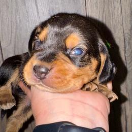 Aragorn - Black and tan male Beagle puppy in Viper, Kentucky from Mountain Top
