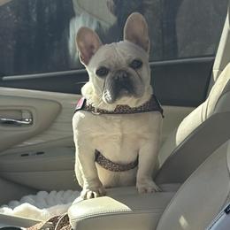 Bulldog and French Bulldog All Grown Up from Southern Standard Bulldogs