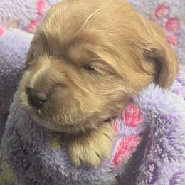 My Melody - Red female Cockapoo puppy in Conklin, Michigan from Lake Michigan Couture Cavapoos & Cockapoos