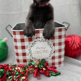 Dilute Retriever and Labrador Retriever Puppies from Winter Creek Labradors