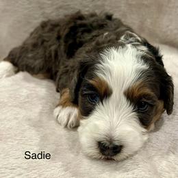 Sadie - Merle female Bernedoodle puppy in Sandy, Oregon from MC Doodles