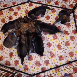 German Shepherd Puppies from Rammstein Kennels