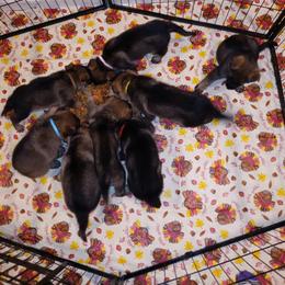German Shepherd Puppies from Rammstein Kennels
