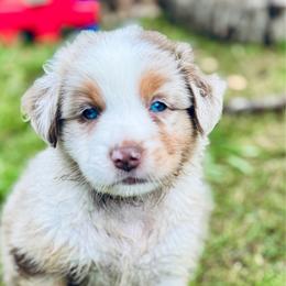 Mac - Red merle male Aussiedoodle puppy in Hempstead, Texas from Young Gun Aussies