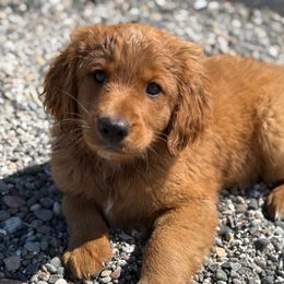 Sweet Pea - Red  male Goldendoodle puppy in Gig Harbor, Washington from Sandy’s Goldendoodles
