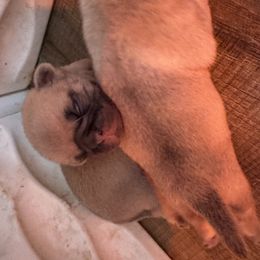 Puppy 3 - Fawn female Pug puppy in Watseka, Illinois from Jakes Lil Country Kennels