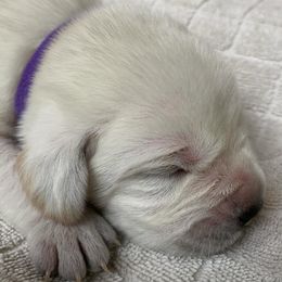 Dark Purple - Yellow female Labrador Retriever puppy in Houston, Texas from Alpha English Labs