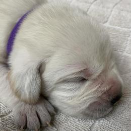 Dark Purple - Yellow female Labrador Retriever puppy in Houston, Texas from Alpha English Labs