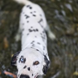 Remi - White and black male Dalmatian puppy in Neosho, Missouri from County-Line Critters