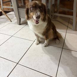 Joey - Australian Shepherd
