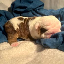 Rhea - Lilac tri-color female Bulldog puppy in Fort White, Florida from Bullgodz English Bulldogs