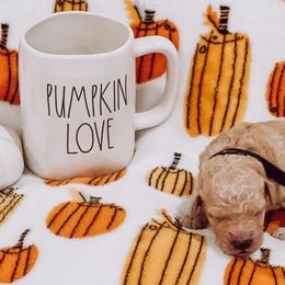 “Conway” Twitty - Apricot Goldendoodle puppy in Pine Bluff, Arkansas from Maizey Jane’s Doodles