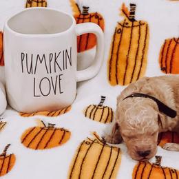 “Conway” Twitty - Apricot Goldendoodle puppy in Pine Bluff, Arkansas from Maizey Jane’s Doodles