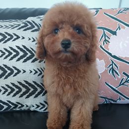 Boy 3 - Red  male Poodle puppy in Sandpoint, Idaho from Teddy Bear Toy Poodles