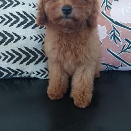 Boy 3 - Red  male Poodle puppy in Sandpoint, Idaho from Teddy Bear Toy Poodles