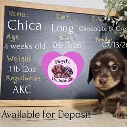 Chica - Chocolate and cream female Dachshund puppy in Hoquiam, Washington from Heyd's Mini Dachshunds