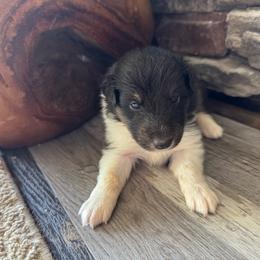 Tri Girl - Black white and tan female Shetland Sheepdog puppy in Shirley, Arkansas from Lucky Pups