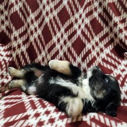 Boy 4 - Black tri male Miniature Australian Shepherd puppy in New Plymouth, Idaho from D & L Mini Aussies