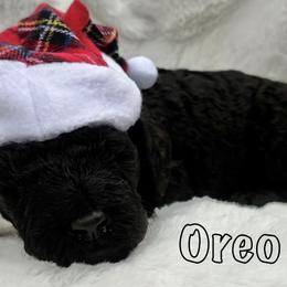 Goldendoodle Puppies from Lena’s “Baby Beans” and “Christmas Cookies”
