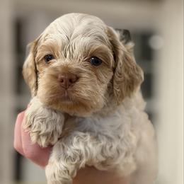 Heartbreaker - Red and white male Cockapoo puppy in Advance, North Carolina from Rome & Reign Farm