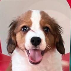 Van Gogh - White and red male Nederlandse Kooikerhondje puppy in Lexington, Kentucky from Ambermoon Kooikerhondje Blackamber Greater Swiss Mountain Dogs