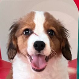 Van Gogh - White and red male Nederlandse Kooikerhondje puppy in Lexington, Kentucky from Ambermoon Kooikerhondje Blackamber Greater Swiss Mountain Dogs