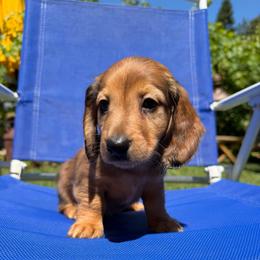 Shaded red dapple - Dapple male Dachshund puppy in Santa Rosa, California from Signature Mini Dachshunds