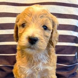 The Professor - Parti male Goldendoodle puppy in Social Circle, Georgia from Poppiedoodle Farms
