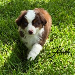 Flint - Red tri male Toy Australian Shepherd puppy in Lumberton, Mississippi from Talowah Aussies