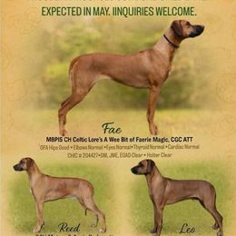 Rhodesian Ridgeback puppies from Celtic Lore Ridgebacks
