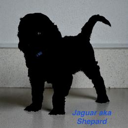 Jaguar - Black male Goldendoodle puppy in Sanderson, Florida from Serenity Goldendoodles