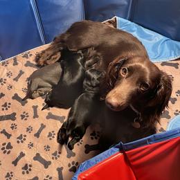 Dachshund Puppies from Doxie Gang