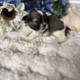 AKC Finn - Liver and white male Shih Tzu puppy in Elgin, South Carolina from Silver Bells Paw Prints