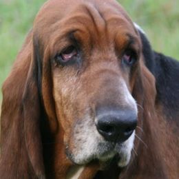 Basset Hounds from Rivercity Basset Hounds