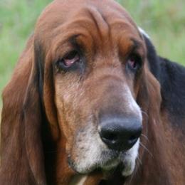 Basset Hounds from Rivercity Basset Hounds