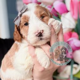 Ireland - Parti female Goldendoodle puppy in Marion, Ohio from Doodles & Doxies