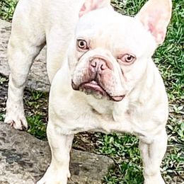 French Bulldogs from Top Ranked Frenchies