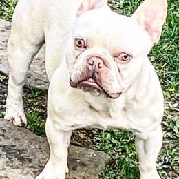 French Bulldogs from Top Ranked Frenchies