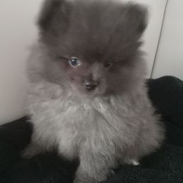 Sapphire - Blue female Pomeranian puppy in Greenville, North Carolina from Pampered Pomeranians