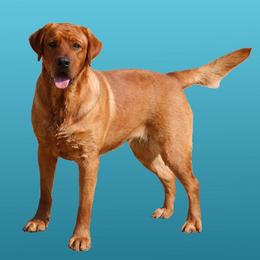 Lollybrach - Yellow female Labrador Retriever puppy in Morriston, Florida from Penny Lane Labradors