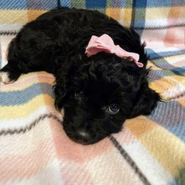Aussiedoodle, Bernedoodle, and Poodle Puppies from Sis' Doodles & Poodles
