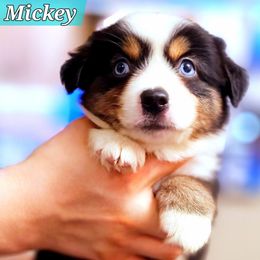 Mickey - Black tri male Miniature Australian Shepherd puppy in Punta Gorda, Florida from Christie's Creekside Aussies
