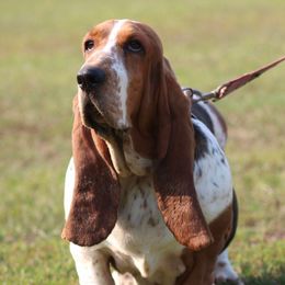 Angel - Basset Hound